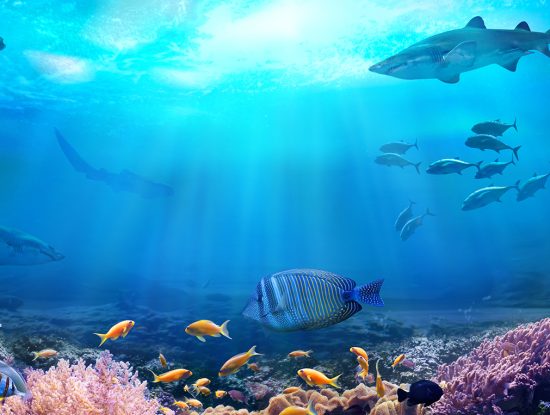 Des espèces de requins et raies en menace d'extinction|Surpêche marine|Surpêche marine|ocean biodiversite|ocean biodiversite||ocean-peche-marine|||||