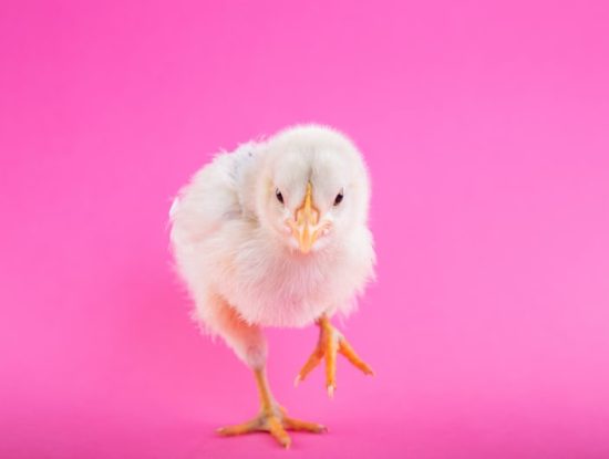 Alternance : Nos étudiants chez Pouloulou et La Mission Locale - ESI