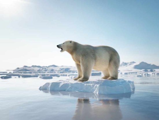 Le réchauffement climatique et les espèces animales, chronique d'une extinction annoncée