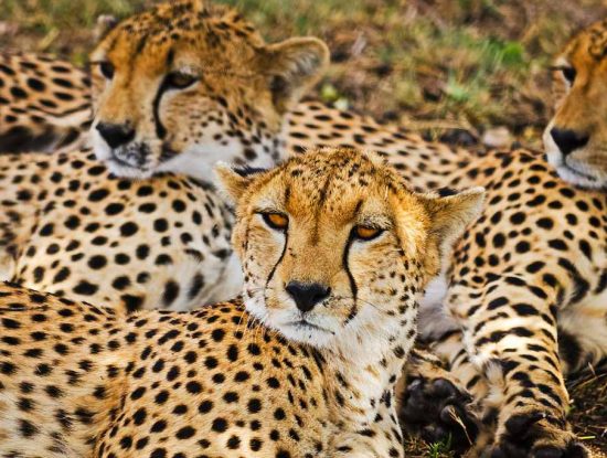 L’ESI se mobilise pour la journée mondiale des animaux !
