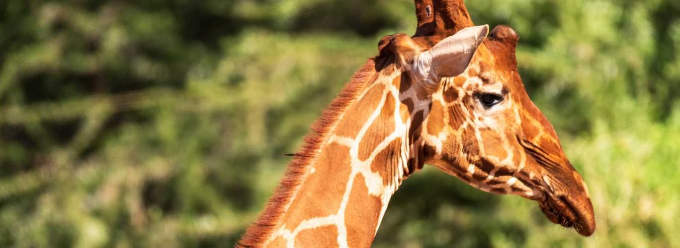 L’ESI se mobilise pour la journée mondiale des animaux !